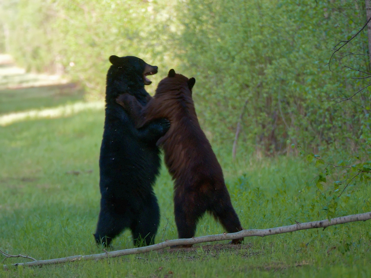 WIN (Wildlife Identification Number)